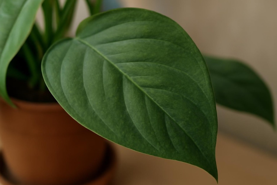 Close-up of a houseplant leaf showing color and texture